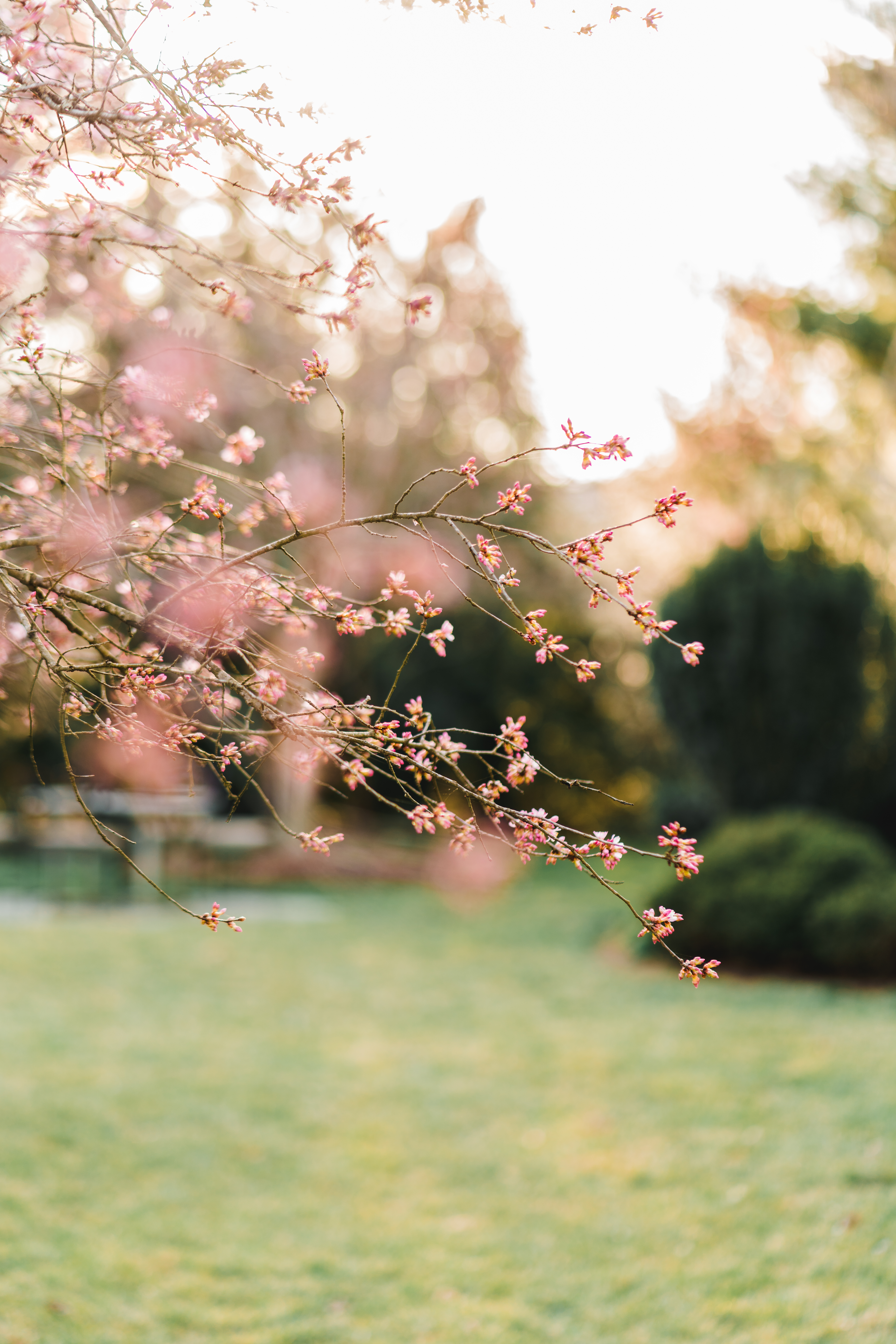 Blooming tree in a garden | Charlottesville Spring Mini Sessions